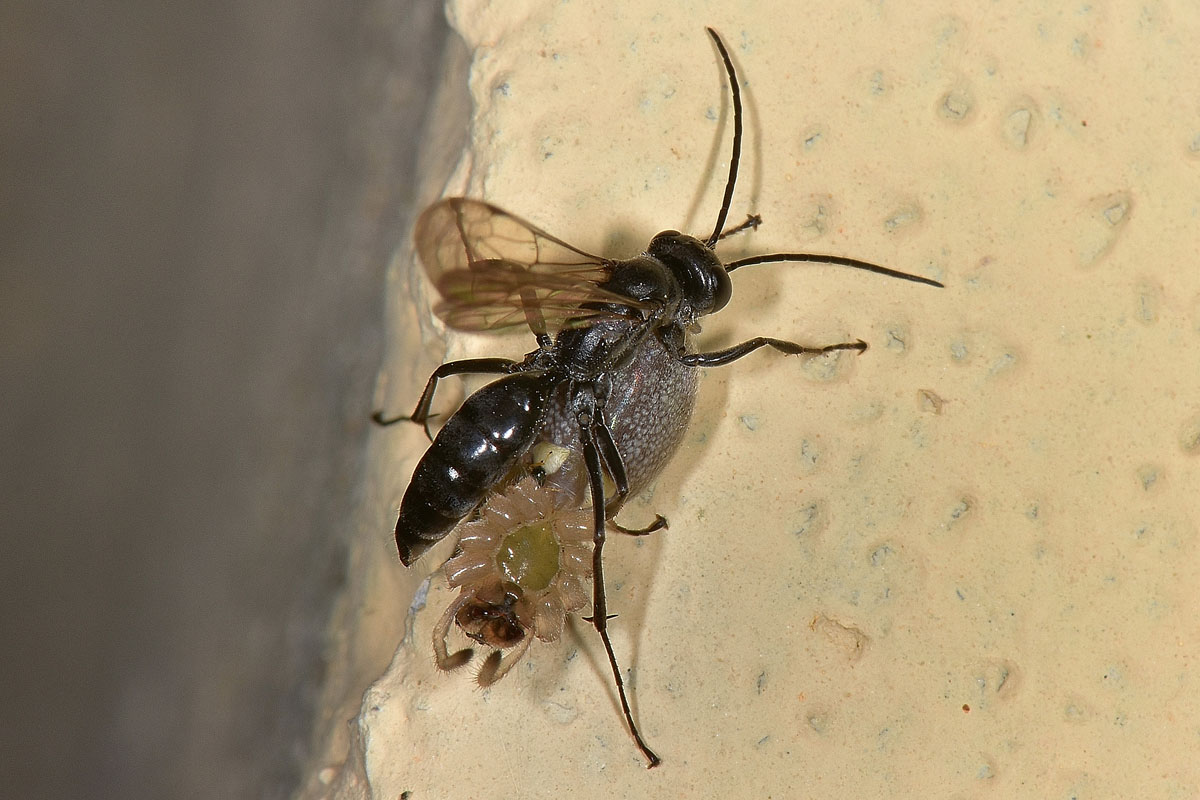 Pompilidae: Auplopus carbonarius e Ichneumonidae suo parassitoide